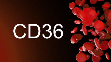 CD36.jpg