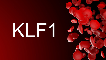 KLF1.jpg